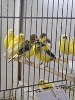 Fife Fancy, Dieren en Toebehoren, Meerdere dieren, Postuurkanarie