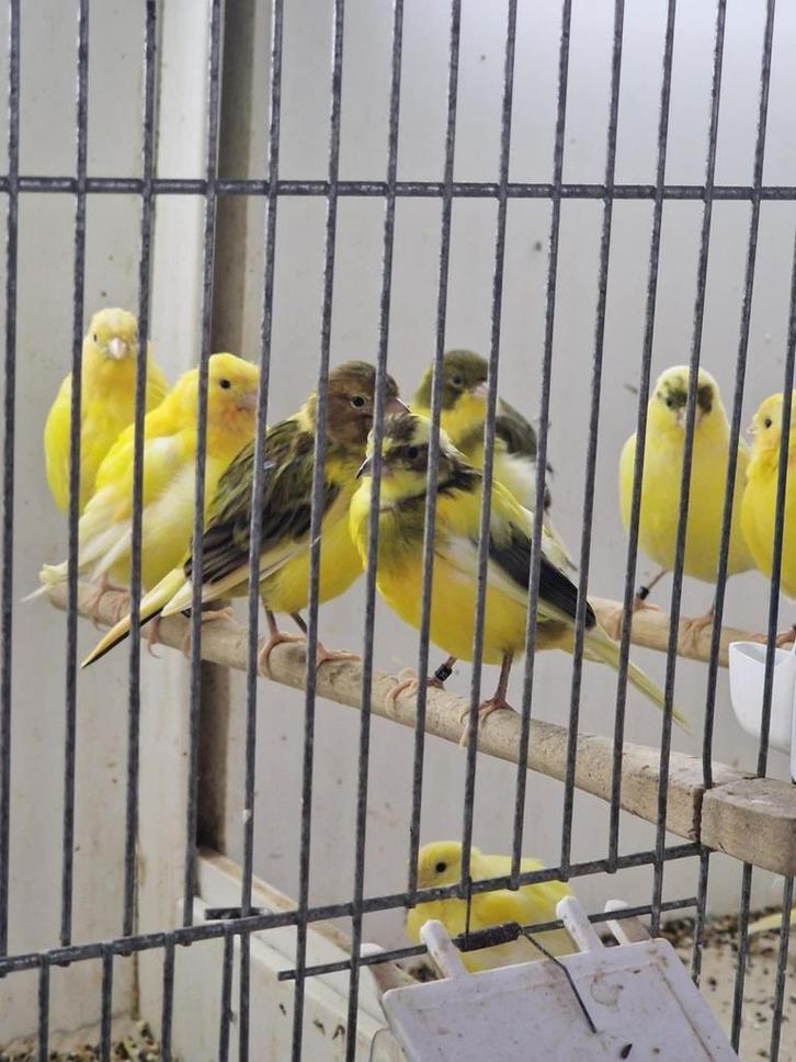 Fife Fancy, Dieren en Toebehoren, Vogels | Kanaries, Postuurkanarie, Meerdere dieren