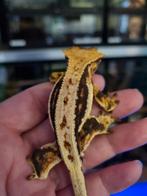 Wimpergekko crested gecko LW man, Dieren en Toebehoren, Reptielen en Amfibieën