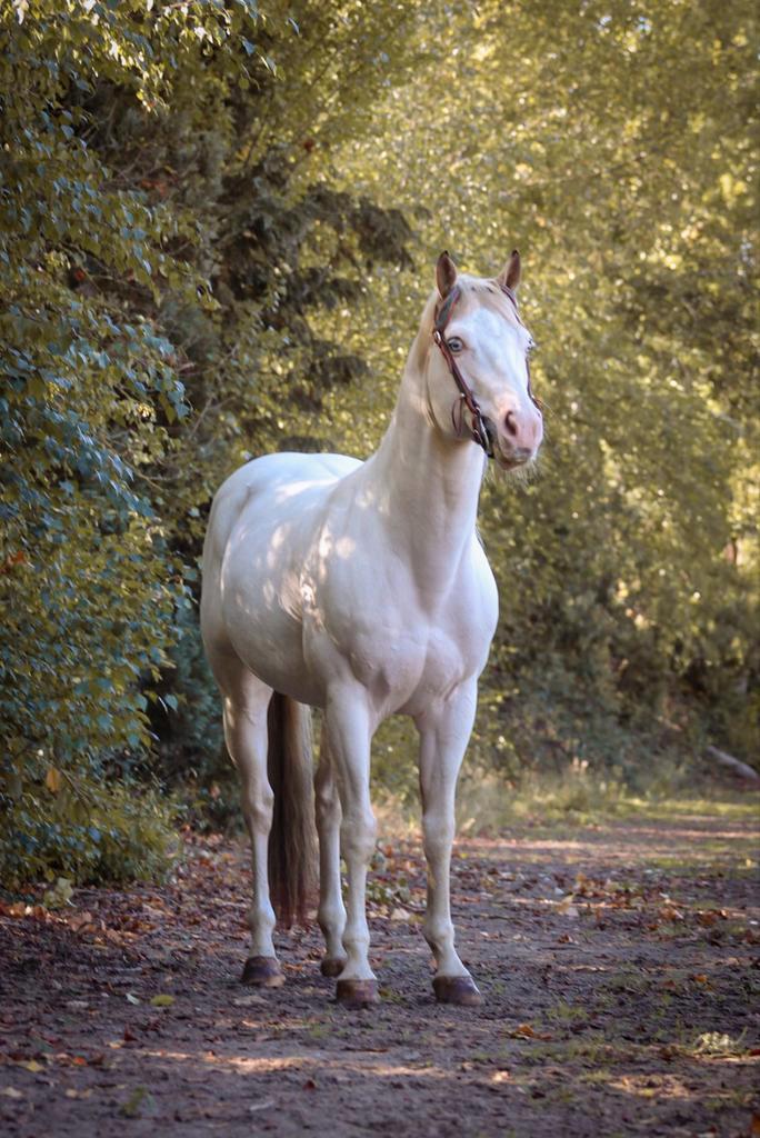Overo Paint hengst/dekhengst, Dieren en Toebehoren, Paarden, Hengst, B, Minder dan 160 cm, 11 jaar of ouder, Westernpaard, Met stamboom