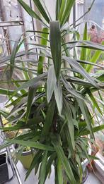 Yucca, + - 26 jaar , in goede conditie, Ophalen, Yucca