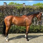 SPOED GEZOCHT springpaarden van 3 tot 13 jr, Dieren en Toebehoren, Paarden, Springpaard, Ruin, L, 7 tot 10 jaar