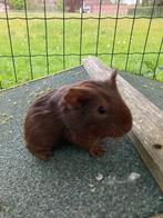 Cavia beertje, Animaux & Accessoires, Rongeurs, Cobaye
