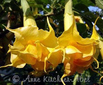 Angels Sunstar Brugmansia planten (Dubbelbloemig), Tuin en Terras, Planten | Tuinplanten, Volle zon, Vaste plant, Zomer, Ophalen