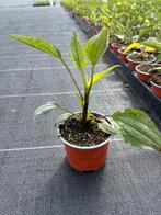 Echinacea purp. ‘Yellow’, Ophalen, Vaste plant