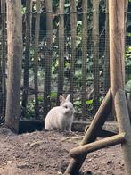 Kleurdwerg feh voedstertje, Dieren en Toebehoren, Konijnen, Vrouwelijk, Dwerg, 0 tot 2 jaar