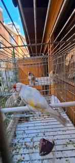 Chardonneret satinet putters distelvink, Tickets en Kaartjes
