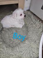 Maltezer kruising Maltipom huiselijke kring, Parvovirose, Bichon maltais, 8 à 15 semaines, Plusieurs