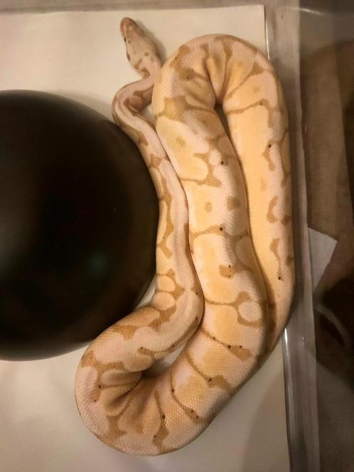Couple de pythons royaux phase Banana Bumblebee., Dieren en Toebehoren, Reptielen en Amfibieën, Slang, 7 tot 10 jaar