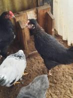 Kleurleggers (hennen), Dieren en Toebehoren, Pluimvee