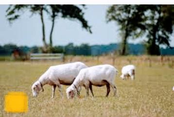 Wei Kome tond des moutons