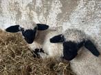 walliser schwarznase, Dieren en Toebehoren