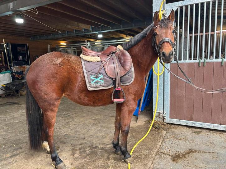 5 jarige C pony merrie, Dieren en Toebehoren, Paarden, Merrie