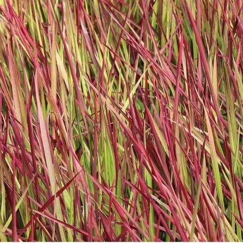 Japanse Bloedgras, Tuin en Terras, Planten | Tuinplanten, Zomer, Ophalen
