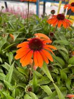 Echinacea SunSeekers ‘Bright Orange’ p17cm, Ophalen, Zomer, Vaste plant