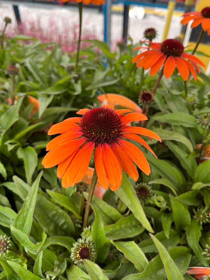 Echinacea SunSeekers ‘Bright Orange’ p17cm, Tuin en Terras, Planten | Tuinplanten, Vaste plant, Zomer, Ophalen