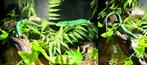 Gastropholis prasina kweek trio 1 j oud, Dieren en Toebehoren, Hagedis, Tam, 0 tot 2 jaar