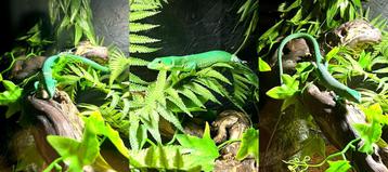 Gastropholis prasina kweek trio 1 j oud beschikbaar voor biedingen