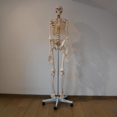 Anatomisch Model Skelet - Levensgroot - Skeletmodel, Diversen, Overige Diversen, Zo goed als nieuw, Ophalen