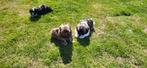 Shih Tzu pups, België, CDV (hondenziekte), 8 tot 15 weken, Meerdere