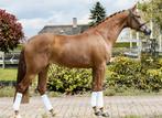 Lieve recratie / fokmerrie te koop, Dieren en Toebehoren, Paarden, Merrie, Recreatiepaard
