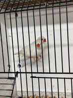 Koppel witte zebravinken, Meerdere dieren, Tropenvogel