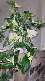 Syngonium albo variegata, Ophalen of Verzenden