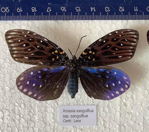 Amesia sanguiflua, VLINDERS uit laos, 9€/ ex., Verzamelen, Dierenverzamelingen, Zo goed als nieuw, Ophalen of Verzenden