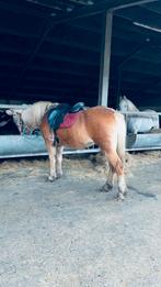 Halflinger merrie, Merrie