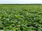 voederbieten, bieten, Zakelijke goederen, Landbouw | Aardappelen, Groenten, Fruit en Vlees, Ophalen of Verzenden