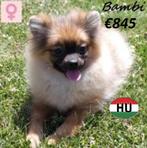 Spitz "Lulu, Sunny et Bambi" recherchent un nid douillet, Animaux & Accessoires, Chiens | Huskys, Loulous & Types primitifs, 15 semaines à 1 an