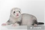 zilvere fretjes gezocht, Dieren en Toebehoren, Overige Dieren, April