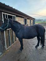 Merens merrie, Animaux & Accessoires, Chevaux, Débourré, Moins de 160 cm, Cheval d'attelage, Vermifugé