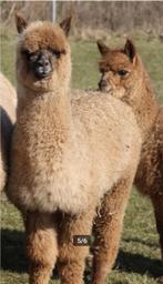 Jonge alpaca hengstjes 2025-2024, Dieren en Toebehoren, Overige Dieren, Mei, Mannelijk