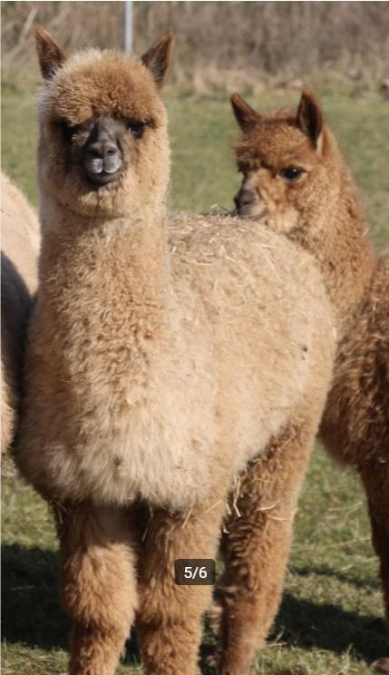 Jonge alpaca hengstjes 2025-2024, Dieren en Toebehoren, Overige Dieren, Mannelijk, Mei