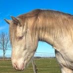 Wauw, zeer Uniek connemara ruin zoekt zijn soulmate!, Dieren en Toebehoren, Paarden, Ruin