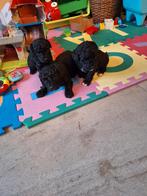 Dwergpoedel pups, Dieren en Toebehoren, Honden | Chihuahua's en Gezelschapshonden, Poedel, Parvo, België, 8 tot 15 weken