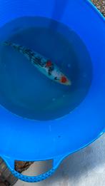 Japanse koi 30-35cm, Dieren en Toebehoren, Karper of Koi