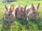 Dwergkonijntjes, Dieren en Toebehoren, Vrouwelijk, Dwerg, 0 tot 2 jaar
