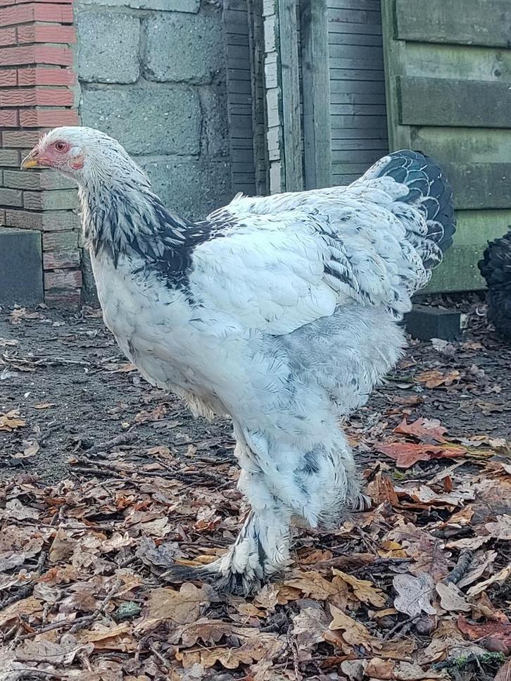Brahma, Dieren en Toebehoren, Pluimvee, Kip, Mannelijk