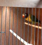 Jonge personata, Dieren en Toebehoren, Geslacht onbekend, Tropenvogel, Geringd