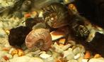 60 planorb-slakken voor 3,5 euro Verkrijgbaar bij 1080 Brux, Dieren en Toebehoren, Vissen | Aquariumvissen