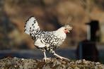 Appenzeller spitskuif - sierkip, Dieren en Toebehoren