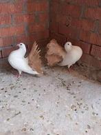 Zoek naar pauwen zoals op de foto met daartussen, Dieren en Toebehoren