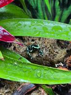 Dendrobates auratus nederlandse nakweek, Dieren en Toebehoren, Reptielen en Amfibieën