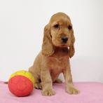 Engelse Cocker pups te koop (Belgisch), Dieren en Toebehoren, België, Handelaar, CDV (hondenziekte), 8 tot 15 weken