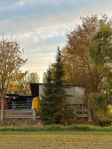 Kerstbomen XL beschikbaar voor biedingen