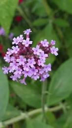 Verbena bonariensis/ijzerhard, lees beschrijving, Tuin en Terras, Volle zon, Vaste plant, Zomer, Ophalen