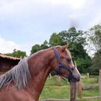 Drachtige welch pony, Niet van toepassing, A pony (tot 1.17m), 3 tot 6 jaar, Recreatiepony