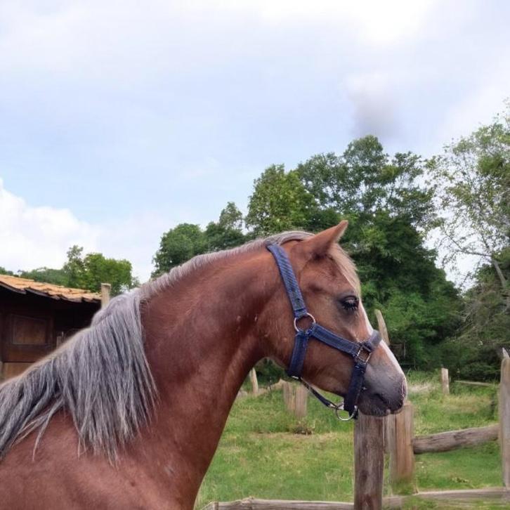 Drachtige welch pony, Dieren en Toebehoren, Pony's, Merrie, Niet van toepassing, A pony (tot 1.17m), Recreatiepony, 3 tot 6 jaar
